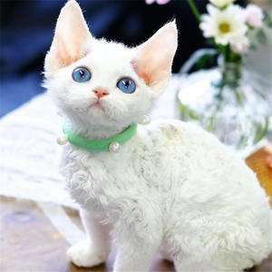 相比之下德文卷毛貓和布偶貓誰(shuí)更親近人